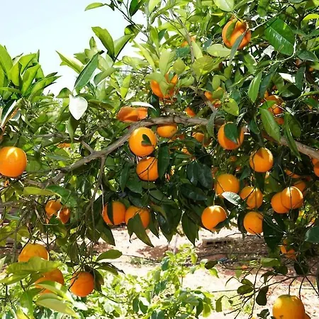 Daire Argyro Apt - Spacious 3bd In Peaceful Village Hanya
